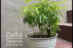 20 Manfaat Daun Zodia untuk Pengobatan